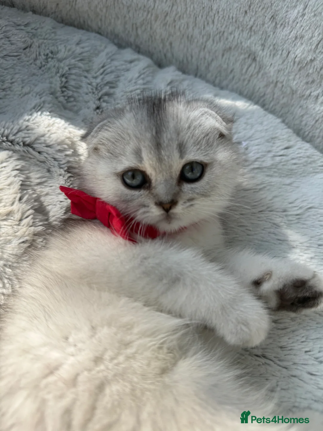 Scottish Fold cats for sale: Scottish fold - Advert 1