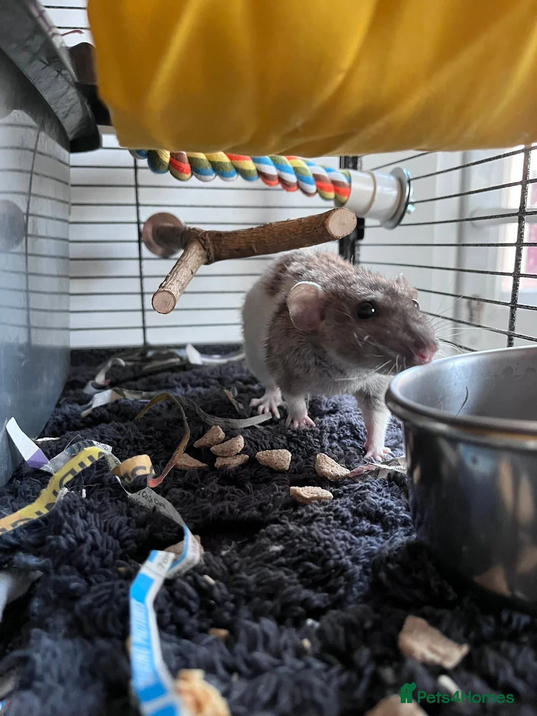 Rat rodents for sale: Female Rats Looking For Mischief to Join - Advert 5