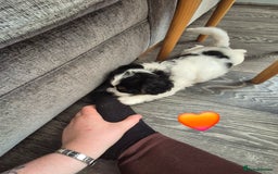 Cockalier dogs for sale: Cavalier king Charles spaniel x cocker spaniel  - Image 18