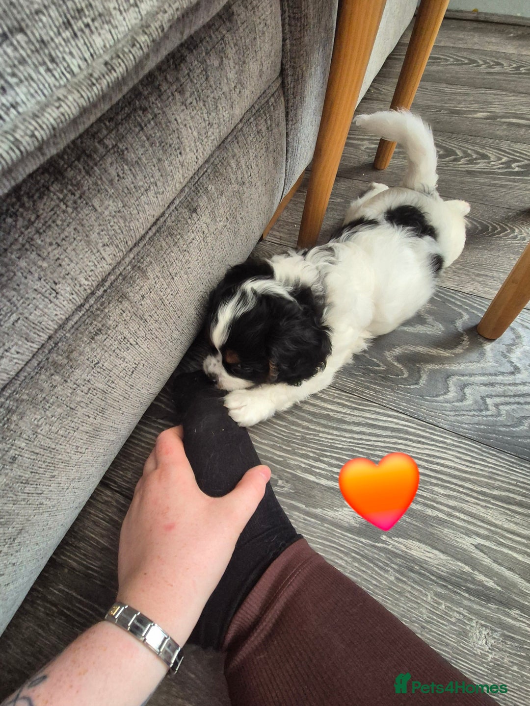 Cockalier dogs for sale: Cavalier king Charles spaniel x cocker spaniel  - Image 18