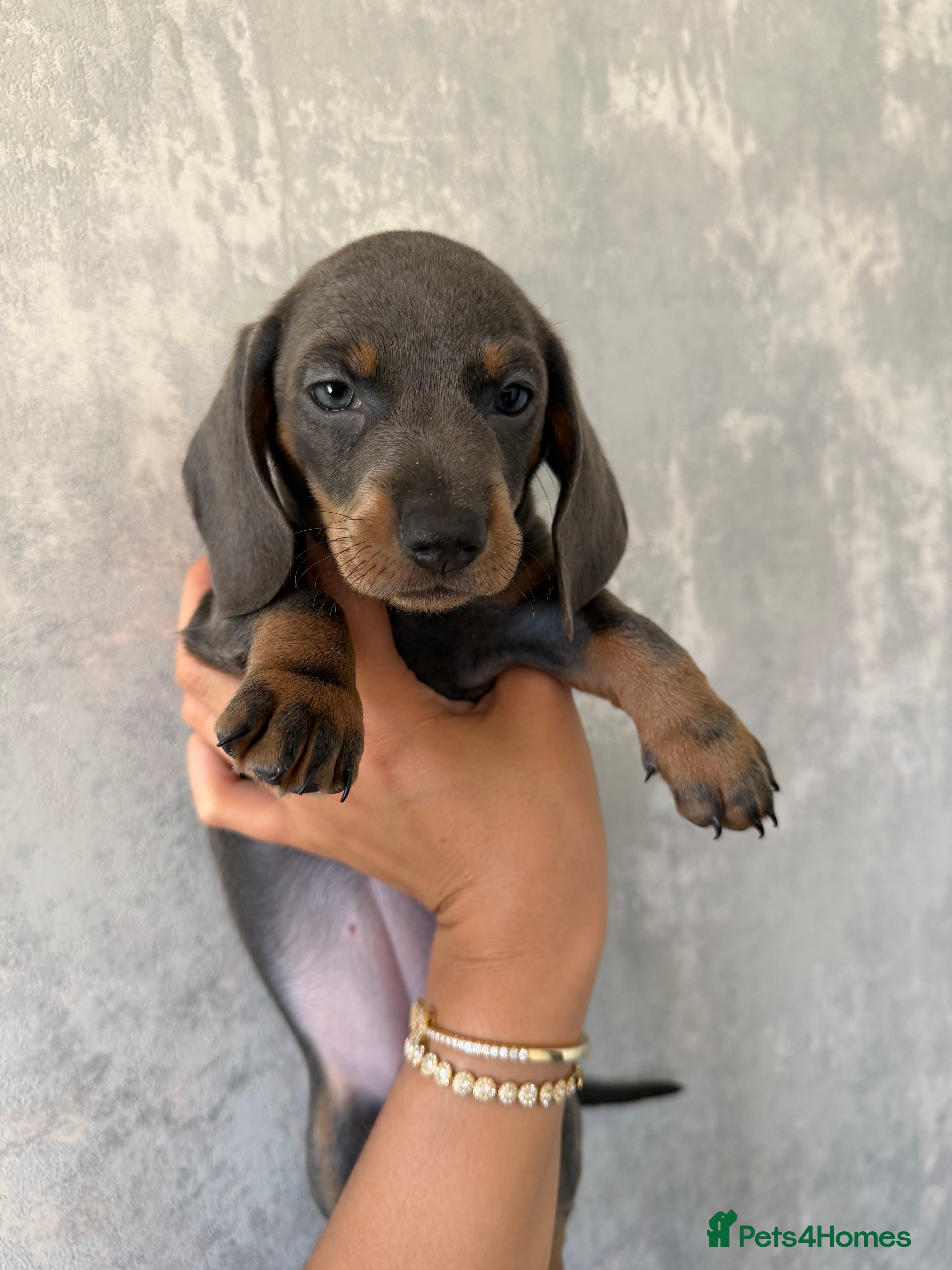 Dachshund dogs 🩷 2 Beautiful Isabella and Tan Dachshund Girls 🩷 - Advert 2