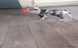 French Bulldog dogs for sale: French bulldog  - Image 4