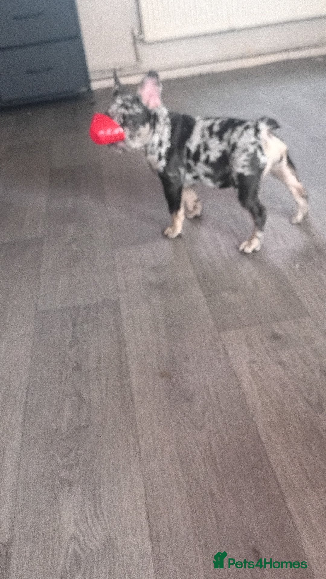 French Bulldog dogs for sale: French bulldog  - Image 4