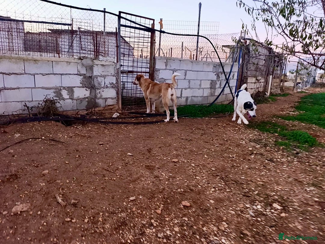 Mixed Breed dogs for adoption: ‼️🚨URGENT‼️🚨 BLANCHIEVES🩷🐾 - Advert 3