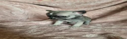 Chihuahua dogs for sale: 4 Tiny Apple head Chihuahuas  - Advert 12