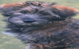 Labradoodle dogs for stud: Beautiful Labradoodle for stud  - Image 6