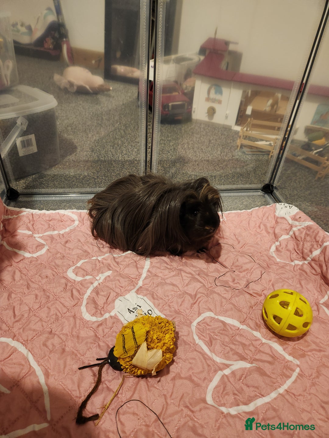 Guinea Pig rodents for sale: Long haired Guinea pig  - Advert 9