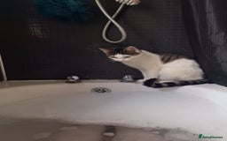 Domestic Shorthair cats for sale: Male cat ******  - Image 1