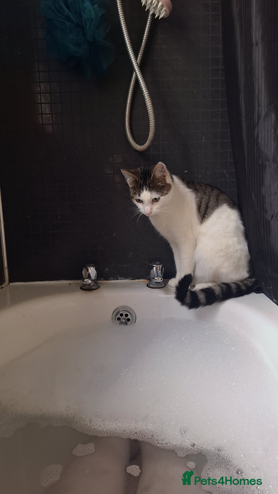 Domestic Shorthair cats for sale: Male cat ******  - Image 1