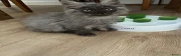 Maine Coon cats for sale: GCCF registered Maine Coons kittens - Advert 4