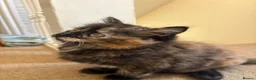 Mixed Breed cats for sale: Beautiful Fluffy Tortoiseshell Female Kitten - Advert 11