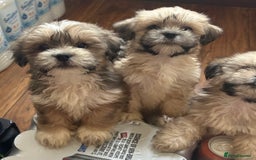 Lhasa Apso dogs for sale: Lhasa apso puppies  - Image 10