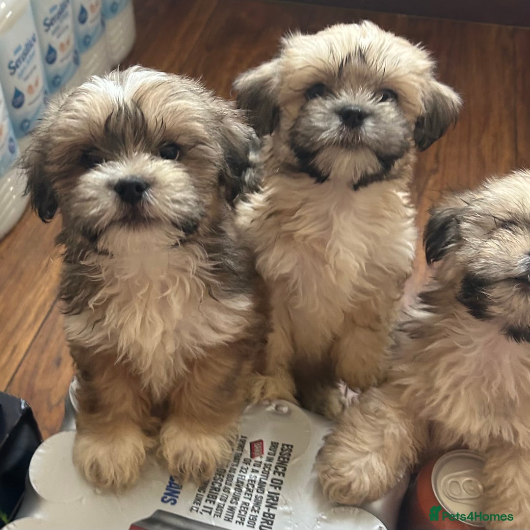 Lhasa Apso dogs for sale: Lhasa apso puppies  - Image 10