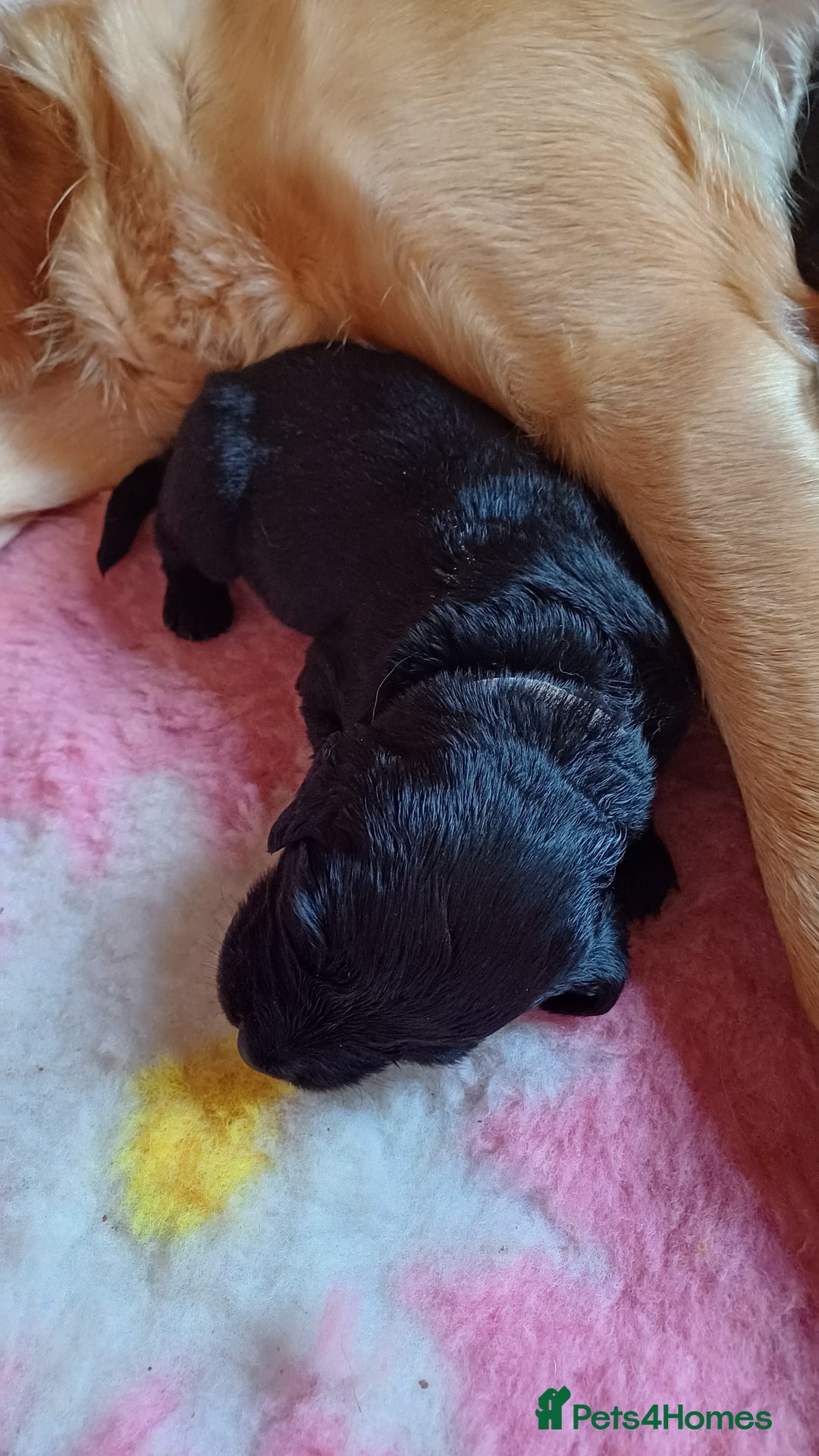 Goldendoodle dogs for sale: Goldendoodles. Family pets - Advert 30