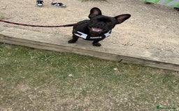 French Bulldog dogs for sale: 8 month old French Bulldog! - Image 8