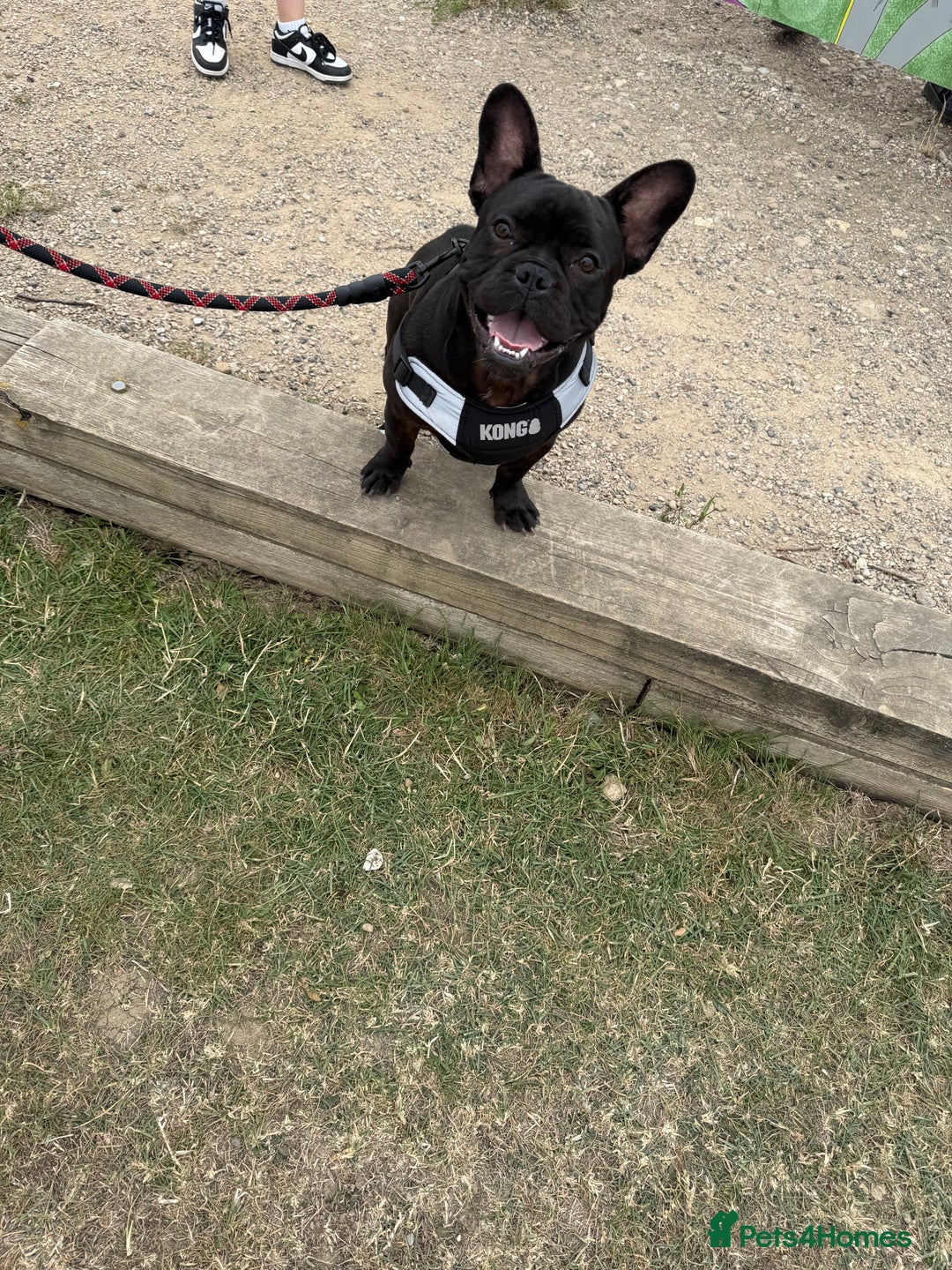 French Bulldog dogs for sale: 8 month old French Bulldog! - Image 8