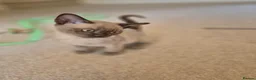 Burmese cats for sale: Stunning Pedigree Burmese Kittens - Advert 14