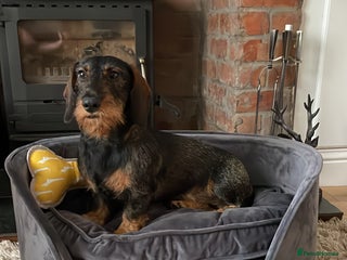 Dachshund dogs in Doncaster - Advert 5