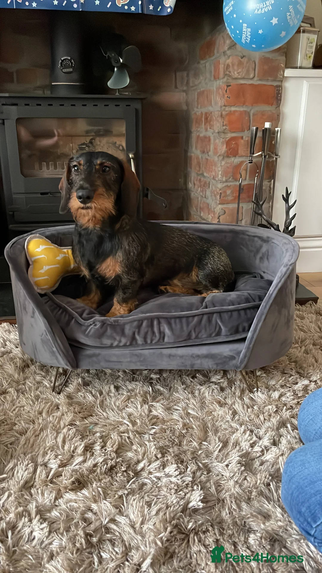 Dachshund dogs for stud: Proven kC Wire haired dachshund teckel stud  in Doncaster - Advert 1