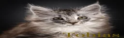 Maine Coon cats for sale: TICA-Registered Male Maine Coon Kittens - Advert 11