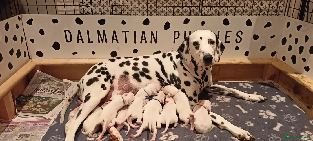 Dalmatian dogs for sale: Dalmatian puppies for sale - Advert 31