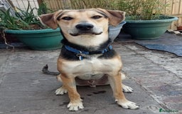 Mixed Breed dogs for adoption: CALEB - 10 months old, Handsome Hound Mix Boy - Image 3