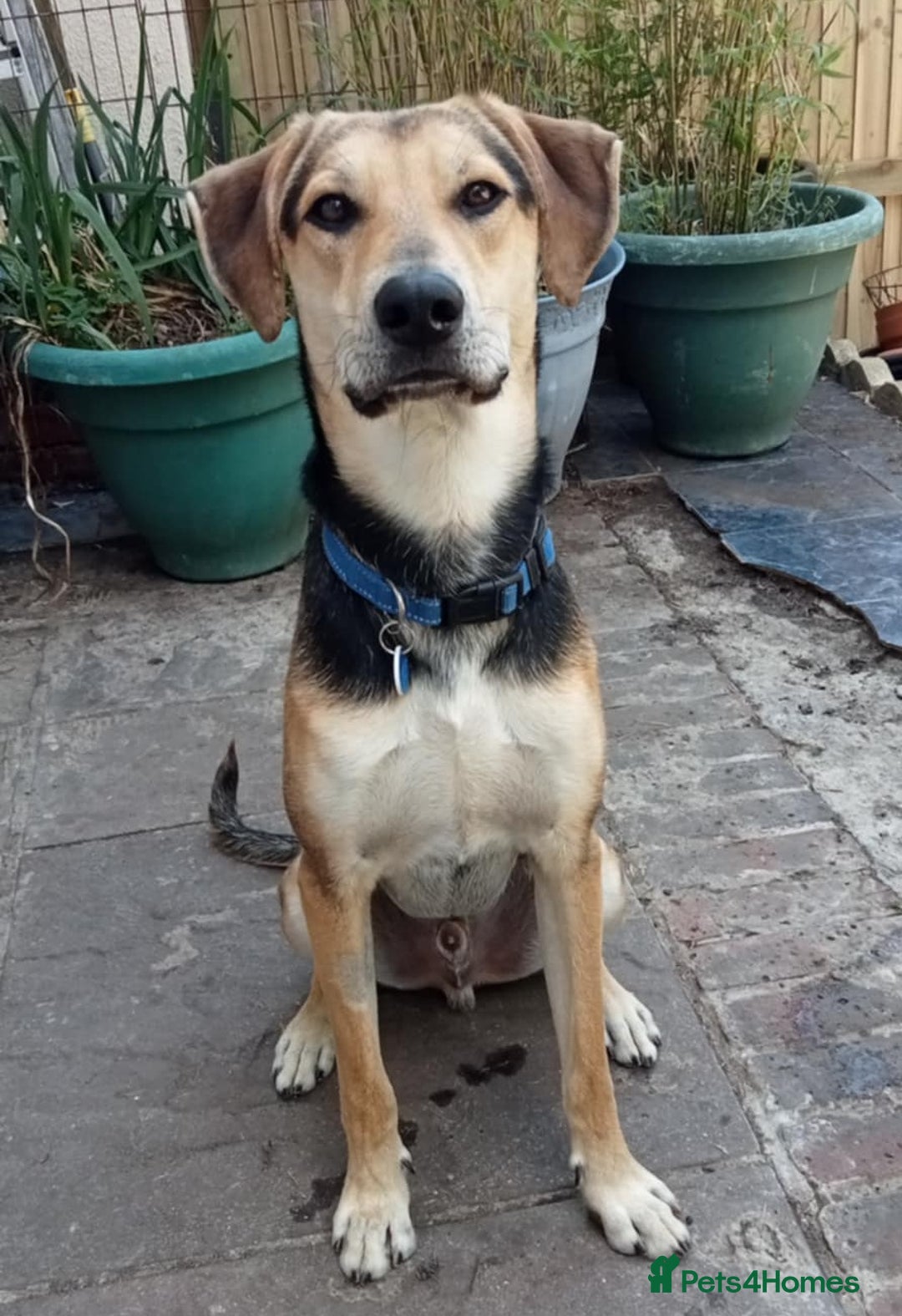 Mixed Breed dogs for adoption: CALEB - 10 months old, Handsome Hound Mix Boy - Image 3