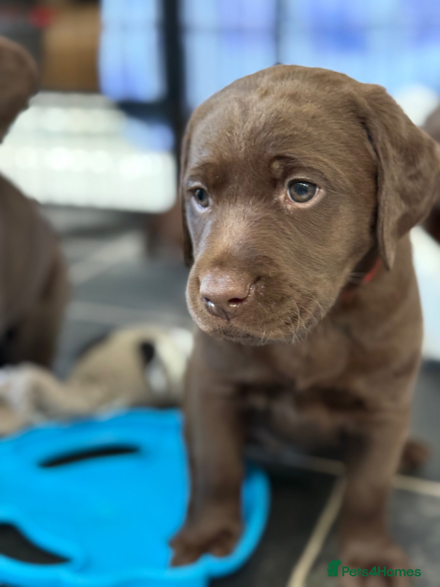 Labrador Retriever dogs Beautiful chocolate Kc Reg Labrador Puppies - Advert 1
