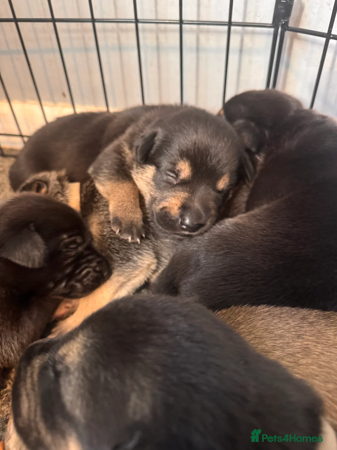 Mixed Breed dogs for sale: Staffy x belgian malinois  - Advert 15