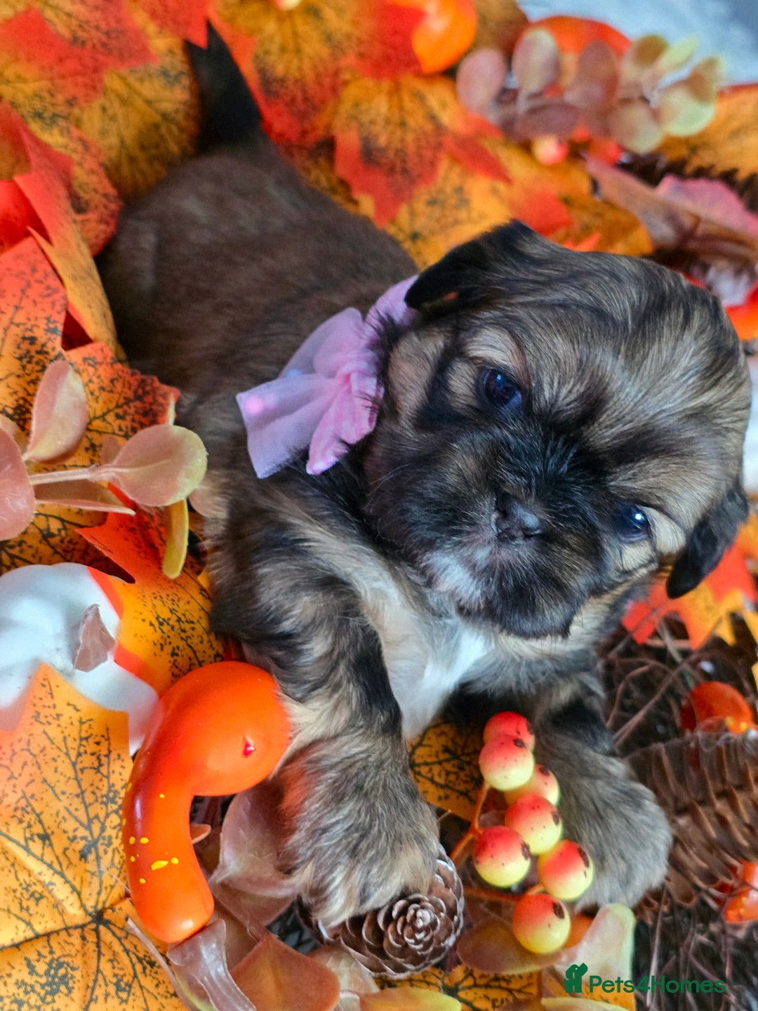 Shih Tzu dogs for sale: Shih tzu puppies - Image 11