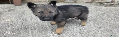 Mixed Breed 1