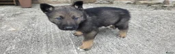 Mixed Breed dogs for sale: Border Collies x German shepherds for sale  - Advert 2