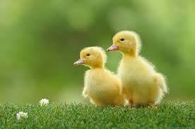 Mixed Breed poultry Day old duckling for sale   - Advert 5