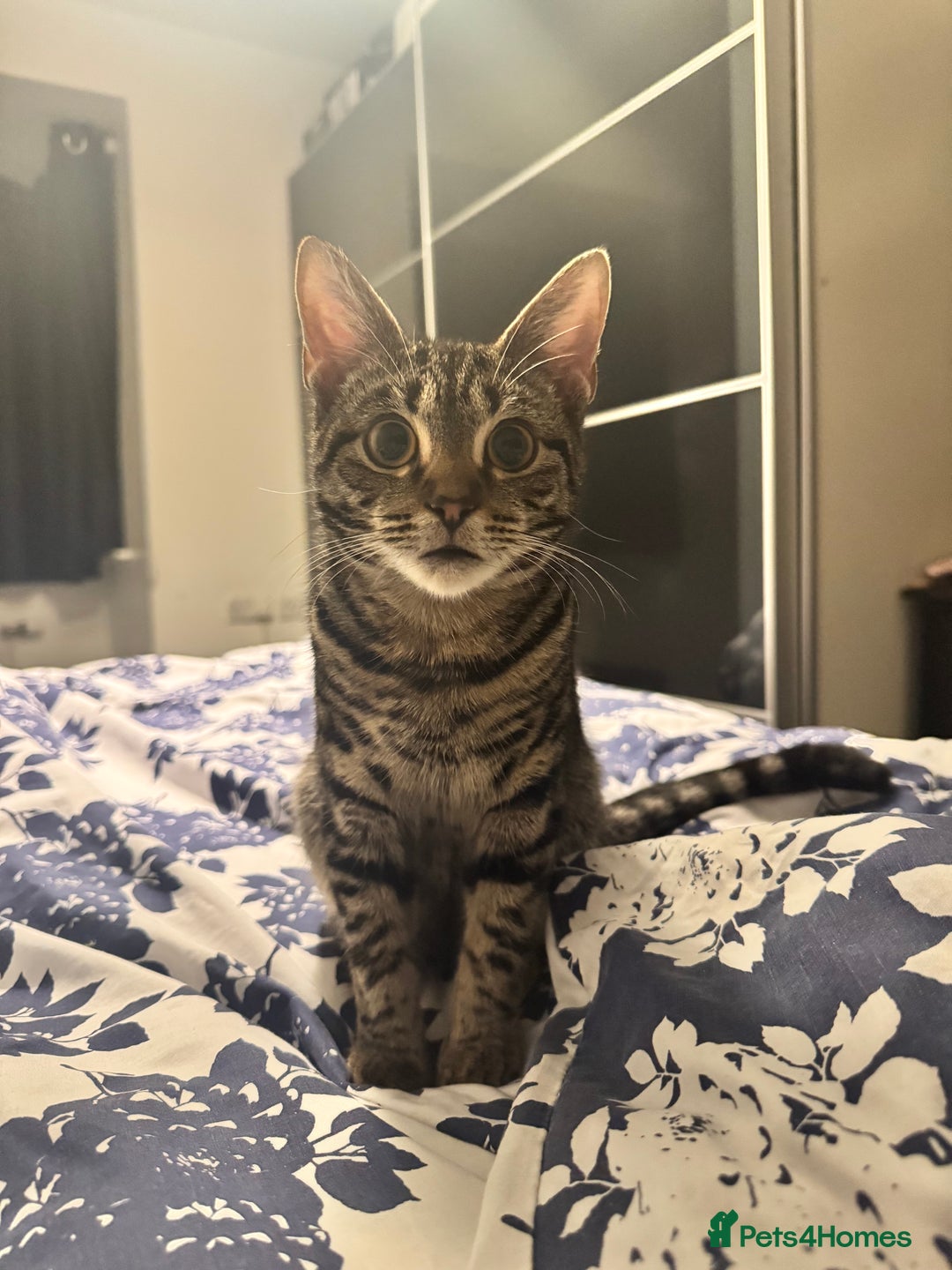 Mixed Breed cats for sale: Two Bonded Male Kittens – Neutered, Indoor - Advert 4