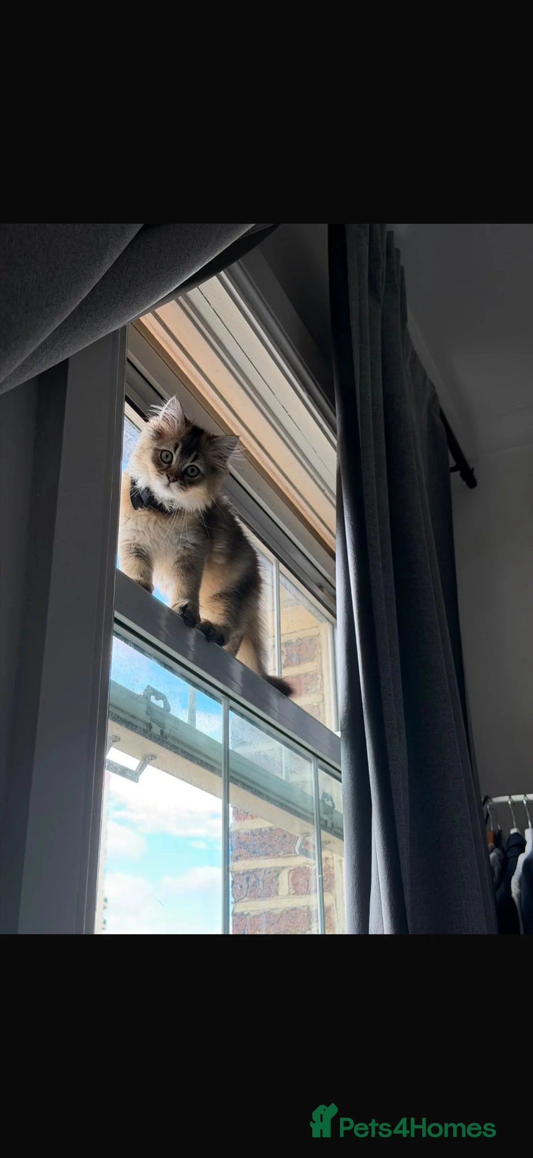 Mixed Breed cats for sale: SW1V 4au in London - Advert 2