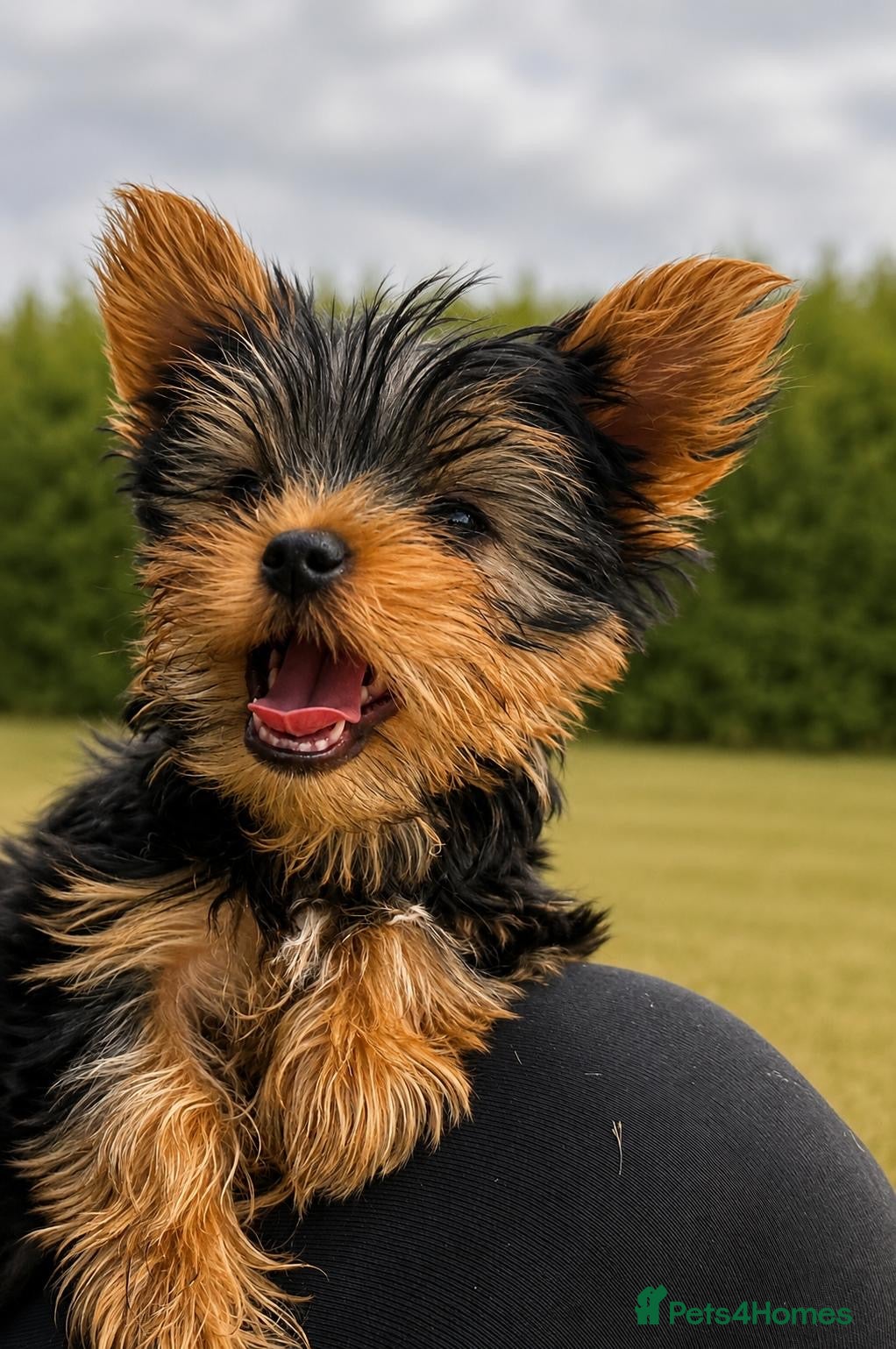 Yorkshire Terrier dogs READY! True Mini Yorkie Puppies  - Advert 17