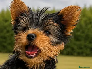Yorkshire Terrier dogs SMALL GIRL ONE LEFT - Advert 12