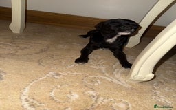 Mixed Breed dogs for sale:  Chihuahua X pincher  - Image 3