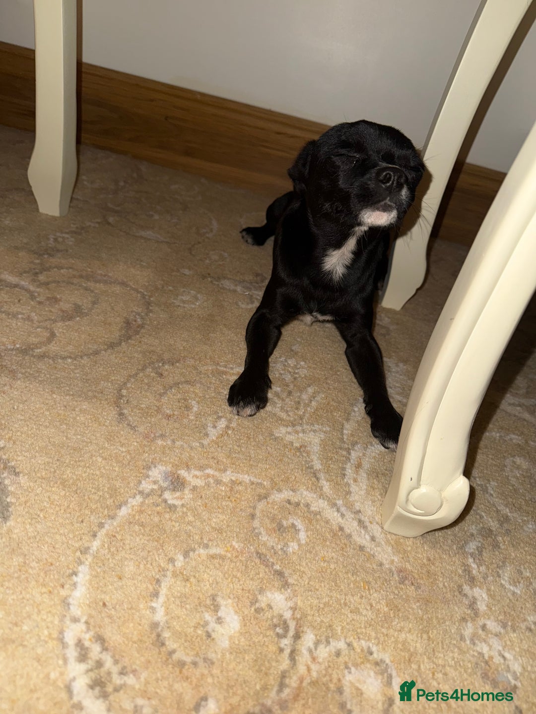 Mixed Breed dogs for sale:  Chihuahua X pincher  - Image 3