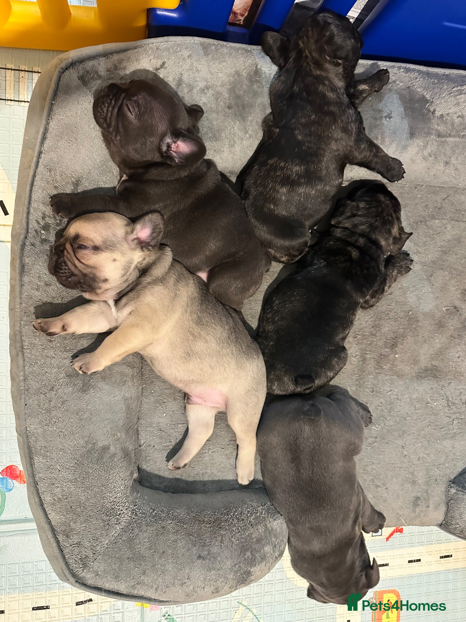 French Bulldog dogs 2 Boys Left KC Registered French Bulldog Puppies - Advert 2
