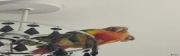 Conures birds for sale: 2 Pineapple conures in Halifax - Advert 2