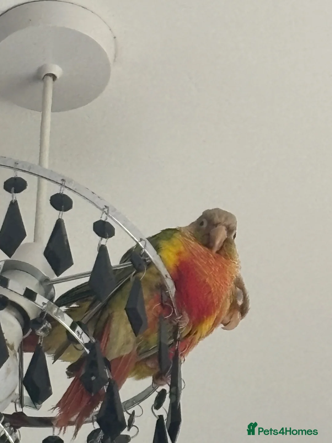 Conures birds for sale: 2 Pineapple conures in Halifax - Advert 2