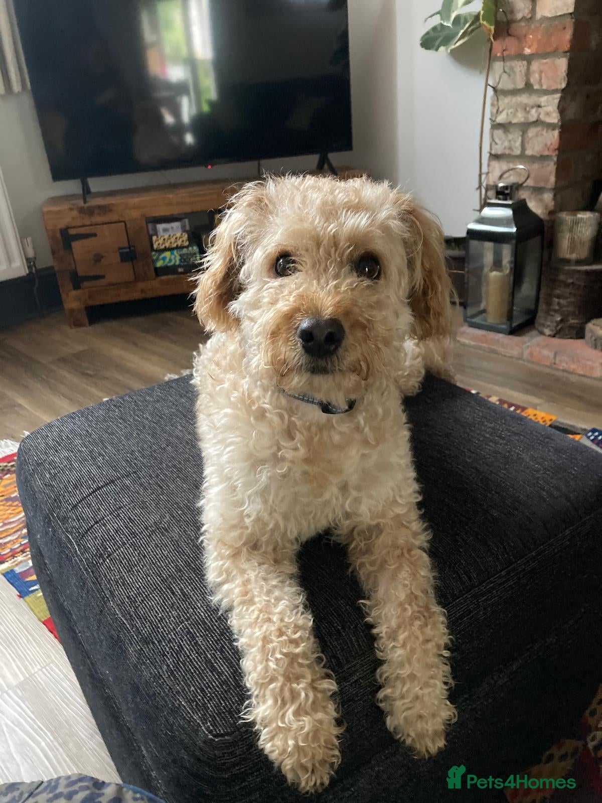 Mixed Breed dogs Lovely Leo needs a new home - Advert 1