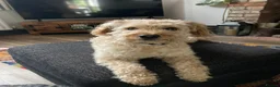 Mixed Breed dogs for sale: Lovely Leo needs a new home in York - Advert 1