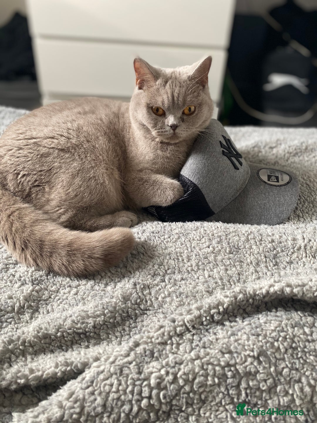 British Shorthair cats for sale: For adoption  - Image 3