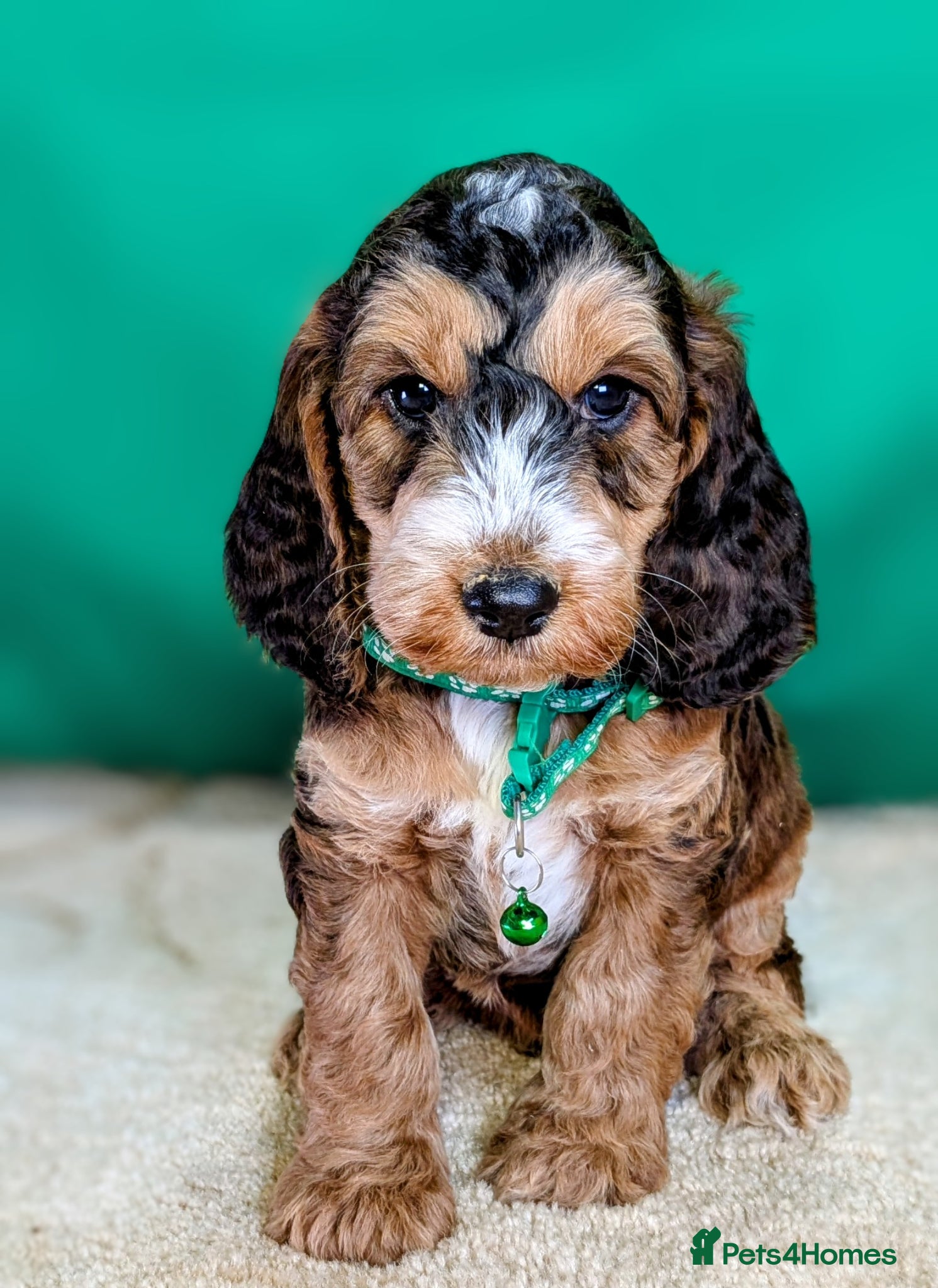 Cockapoo dogs Your Next Furry Family Member Awaits!  - Advert 1