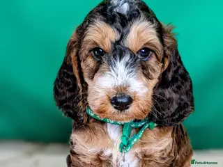 Cockapoo dogs for sale: Your Next Furry Family Member Awaits! - Advert 2