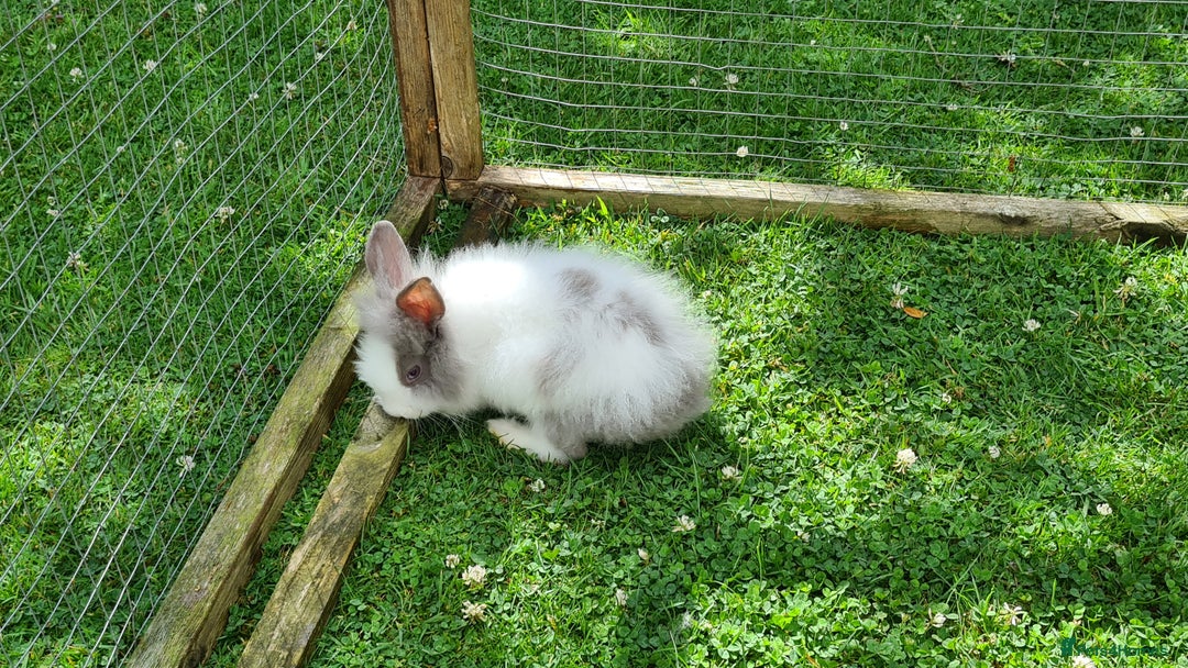 Lionhead rabbits for sale: READY NOW! Beautiful Baby Lionhead Bunnies - Image 12