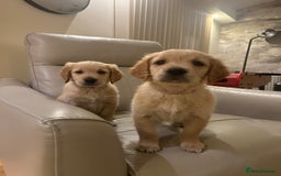 Golden Retriever dogs for sale: Gorgeous golden retriever puppies for sale - Image 5