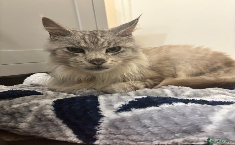 Maine Coon cats - Advert 10